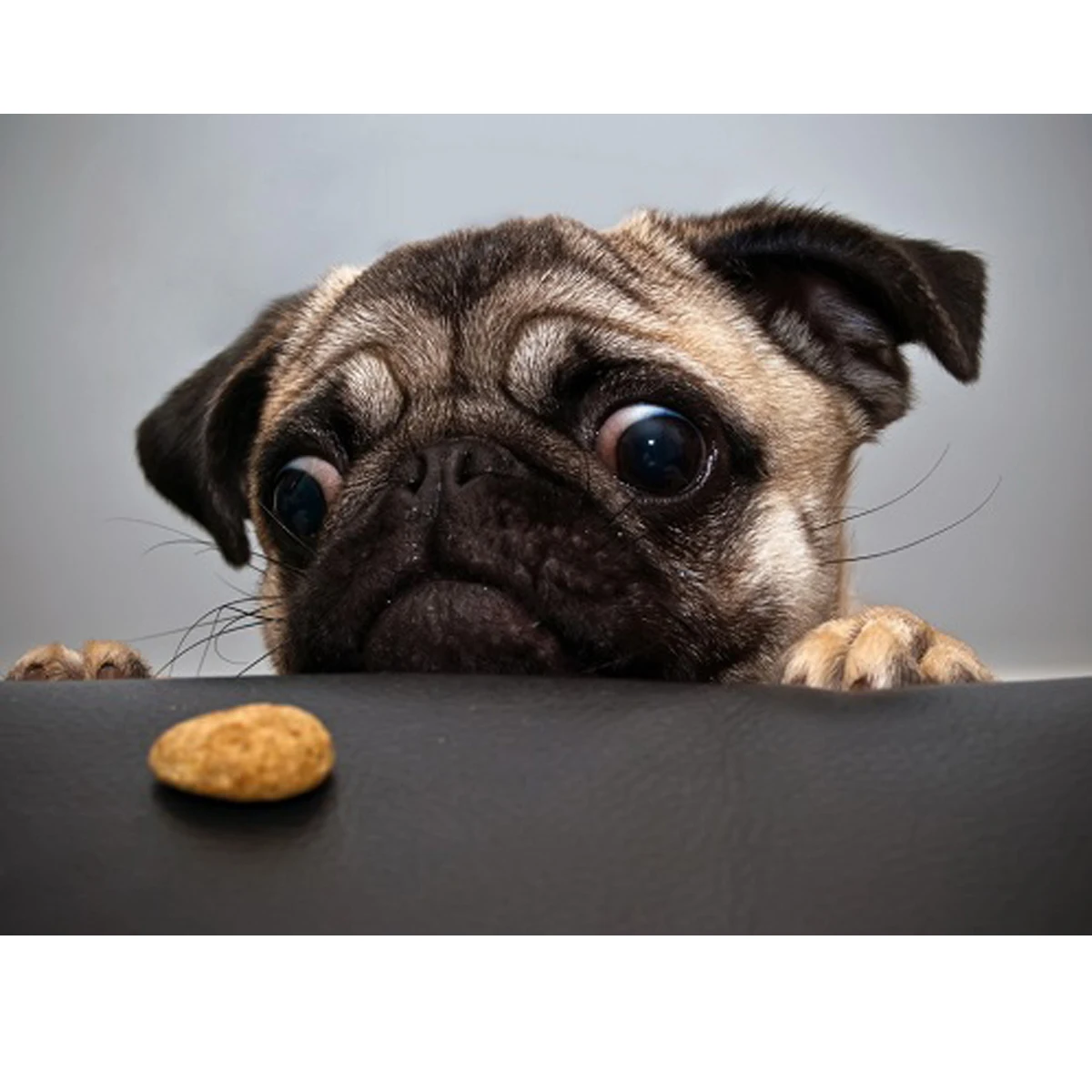 Домашний декор милая собака картина с животными diy маслом по номерам Набор холст