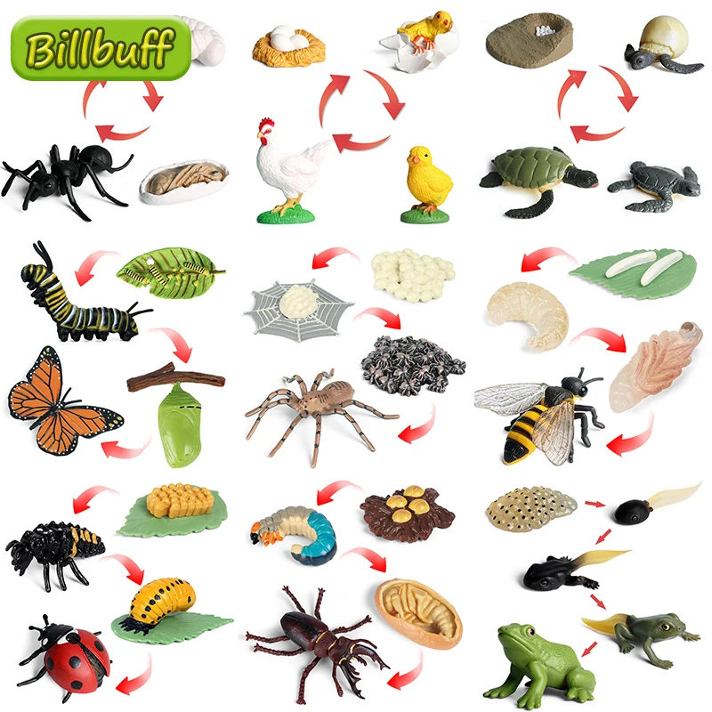 

New Insect Growth Cycle Life Cycle Model set Frog Ant Mosquito Sea Turtle simulation Model Action Figures Kids Teaching Material