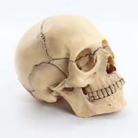 12 disassembled skull anatomical model anatomy skeleton skull model detachable medical teaching supplies tool 15 parts