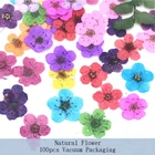 100 шт., сухие цветы для дизайна ногтей в вакуумной упаковке