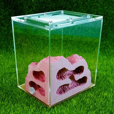 Маленькие муравьиные фермы Муравьиное гнездо для молодых колоний|Товары