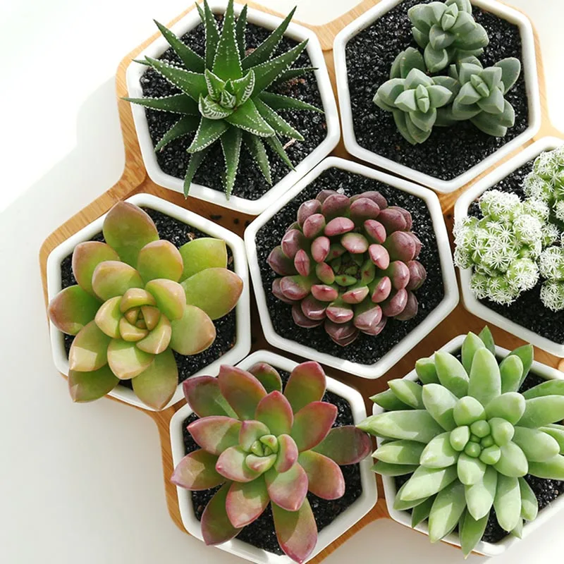 

Nordic Ceramic Succulent Plants Flower Pot with Bamboo Saucer Desktop Flower Pots Office Mini Tabletop Bonsai Home Decoration
