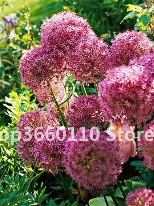 100 шт./упак. Seedsplants Giant Allium Giganteum красивый цветок-бонсай садовое растение в уровень почкования 95% редкий цветок для малыша