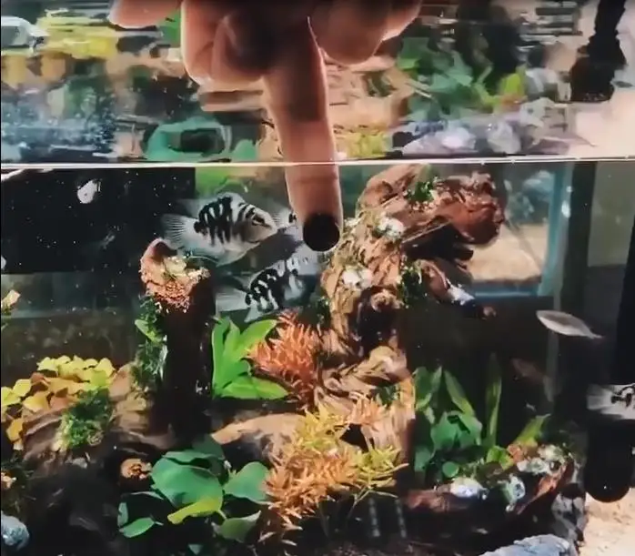 Пищевая таблетка для рыб Спирулина хлопья здоровое питание океана пищевое