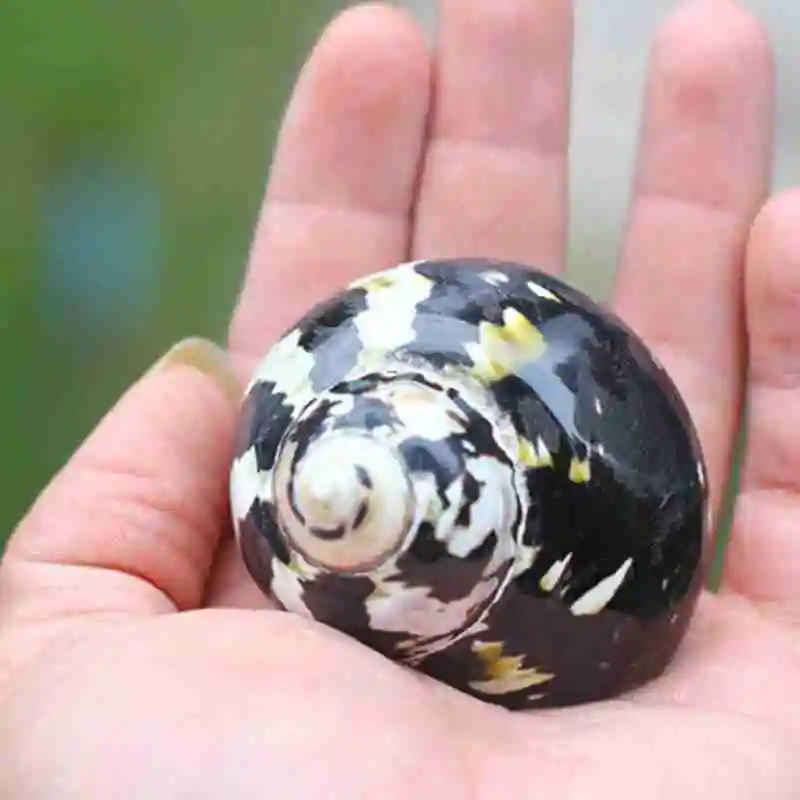 Раковина натуральная черная королевские улитки живет в крабе ракообразной