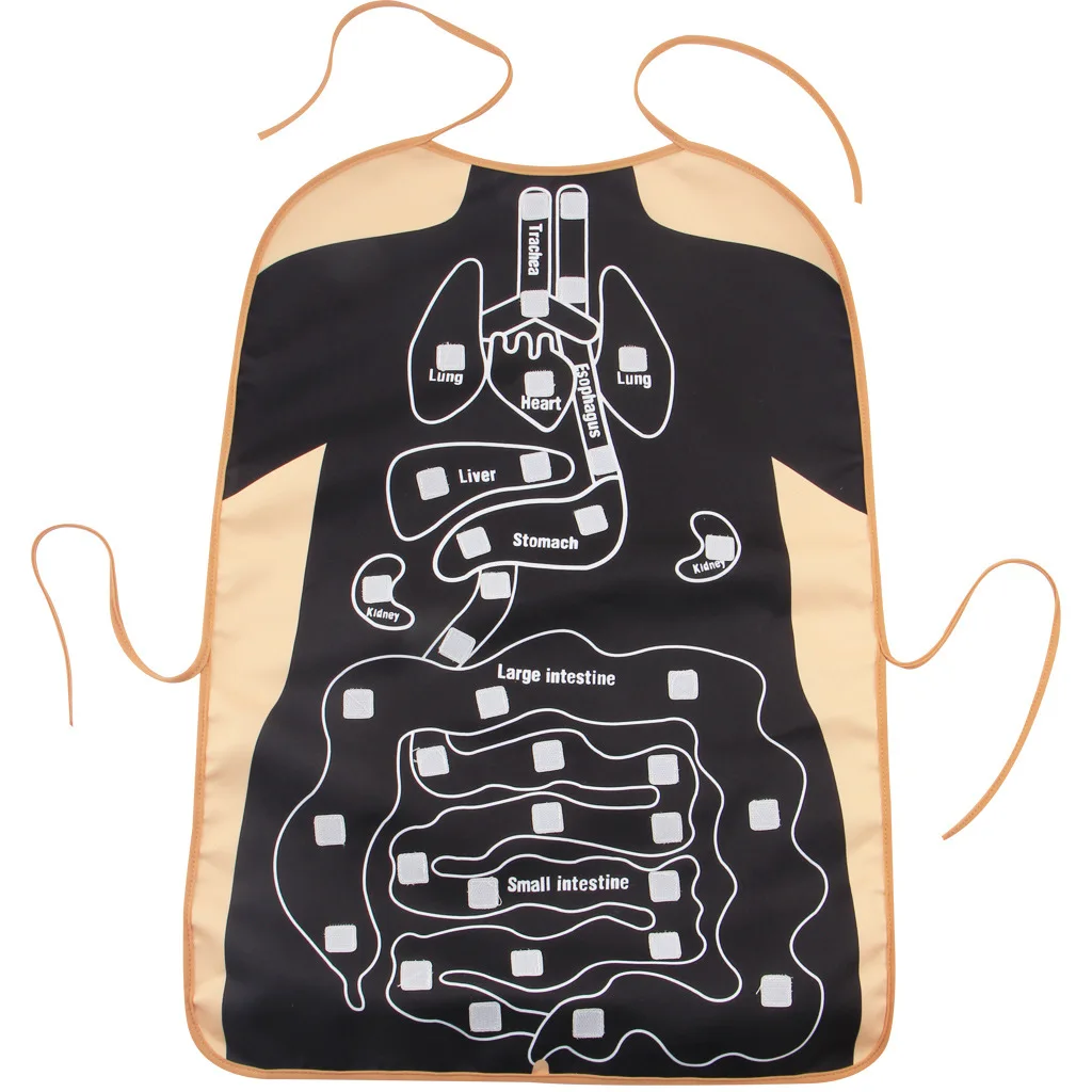New Children's Educational Stereo Organ Apron Baby Science and Education Internal Organs Teaching Equipment |