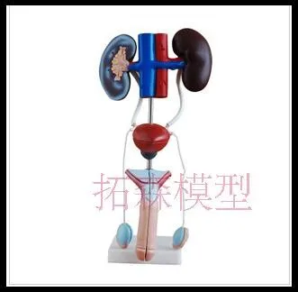

male Genitourinary system Anatomical Model free shipping