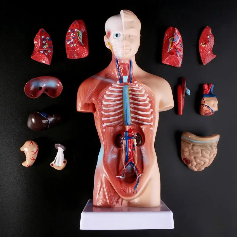 Human Torso Body Model Anatomy Anatomical Medical Internal Organs For Teaching | Канцтовары для офиса и дома