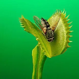 Semillas De Flores предложение разбитый балкон 100 шт./упак. Гигантский Клип мухоловка бонсай насекомоядные растения венерина мухоловка