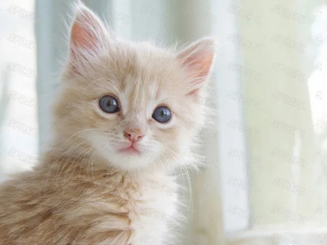 

Diy Diamond Painting Fantasy Mysterious Landscape Light Luxury Fruit Flower Oil Painting Wild Animals Horse Leopard Poster