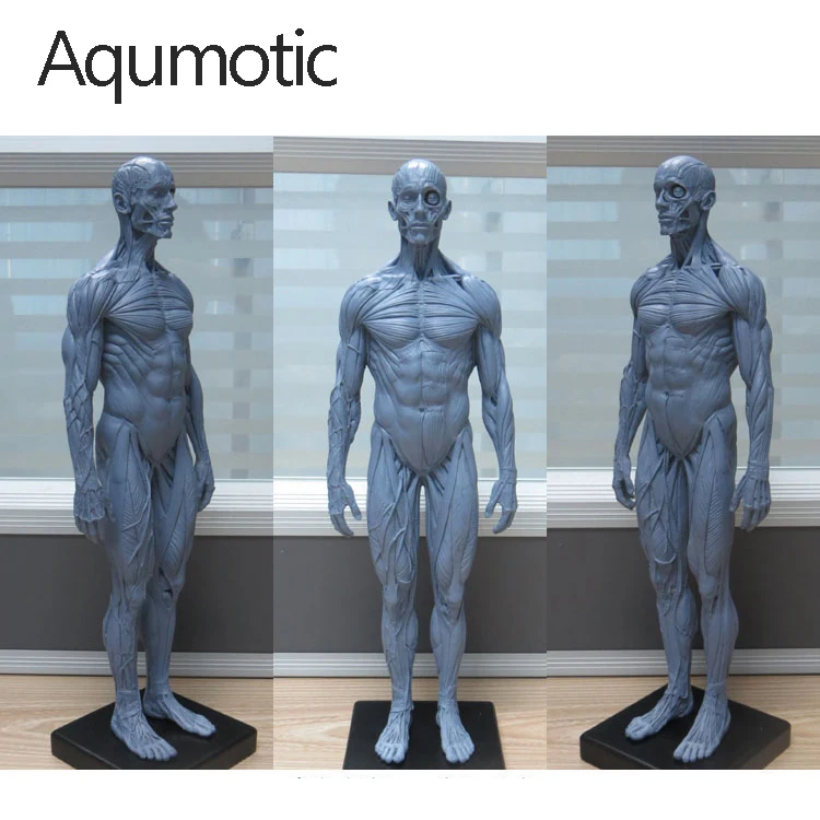 Модель манекена Aqumotic Musul украшение для костей анатомическое искусство