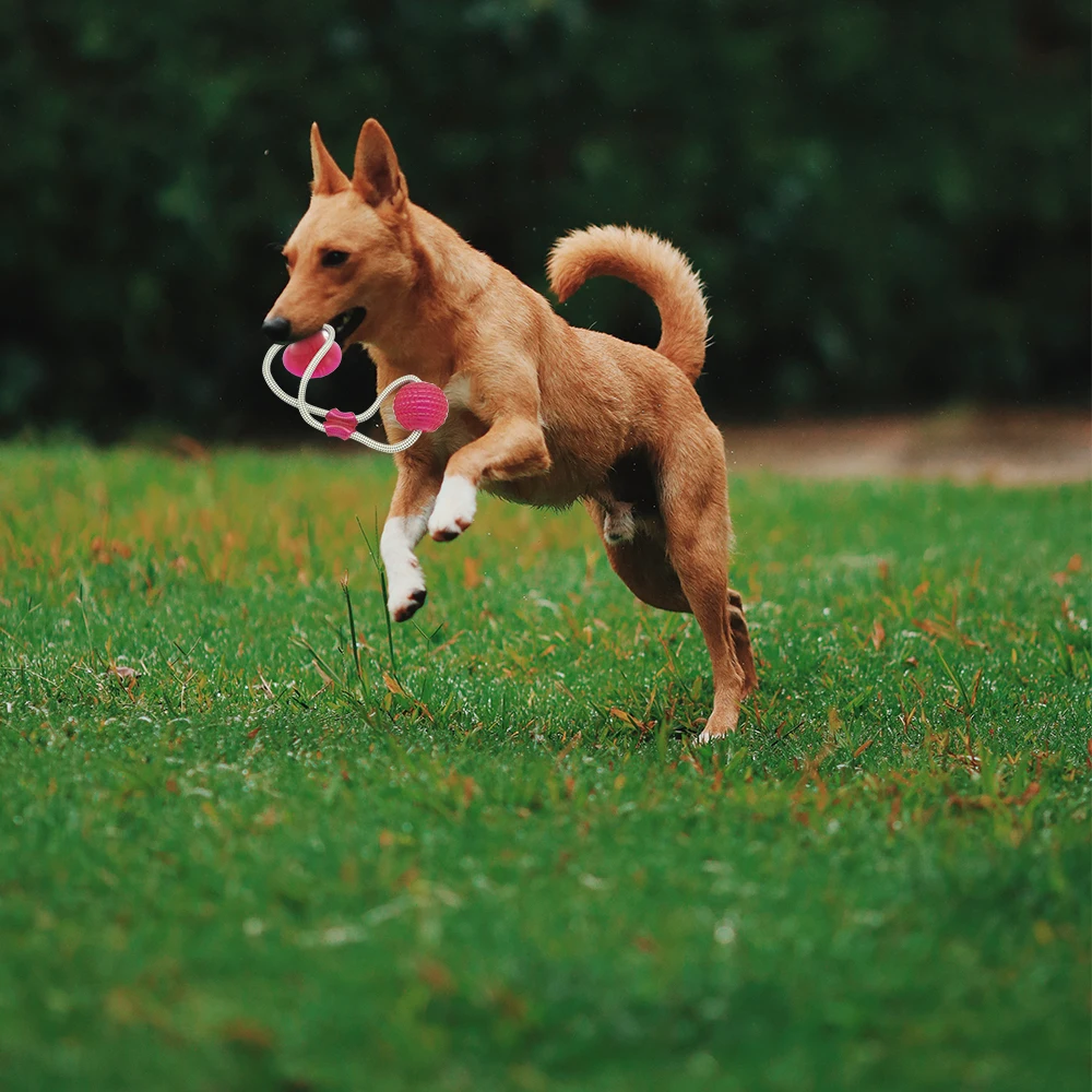 Pet Cats Dogs Интерактивная присоска игрушка с шариком для чистки зубов домашних