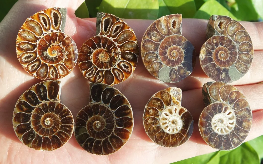 4 5 см AAA рандомная аммонитная оболочка Fossil натуральный разрез|Камни| |