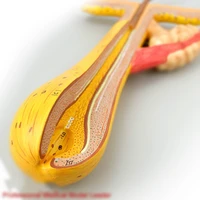 700 times 4 parts Hair follicle hair anatomic structure model Medical research Training of cosmetics and hairdressing