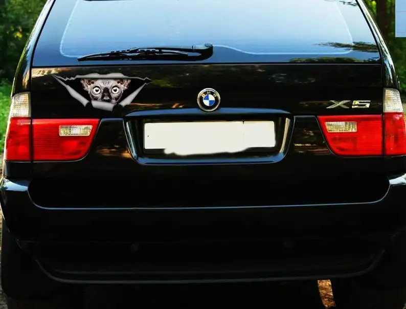 

2021 Sphynx cat sticker, car decal, Vinyl decal,Pet sticker, Cat decal, sphynx decal