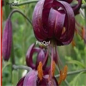 9 Ngryise 10 шт. в комплекте - Цвет: 9