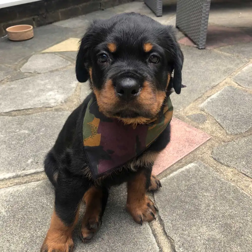 Камуфляжная бандана для собак шарф-ошейник домашних животных шейный платок и