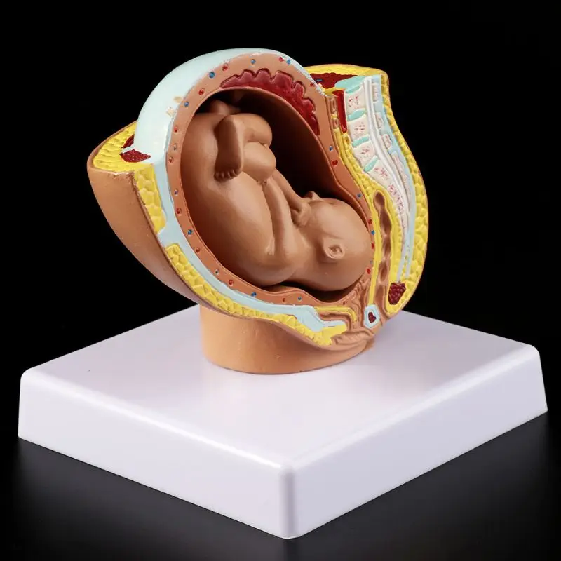 

9th Month Baby Fetus Foetus Pregnancy Human Pregnancy Fetal Development Model Dropshipping