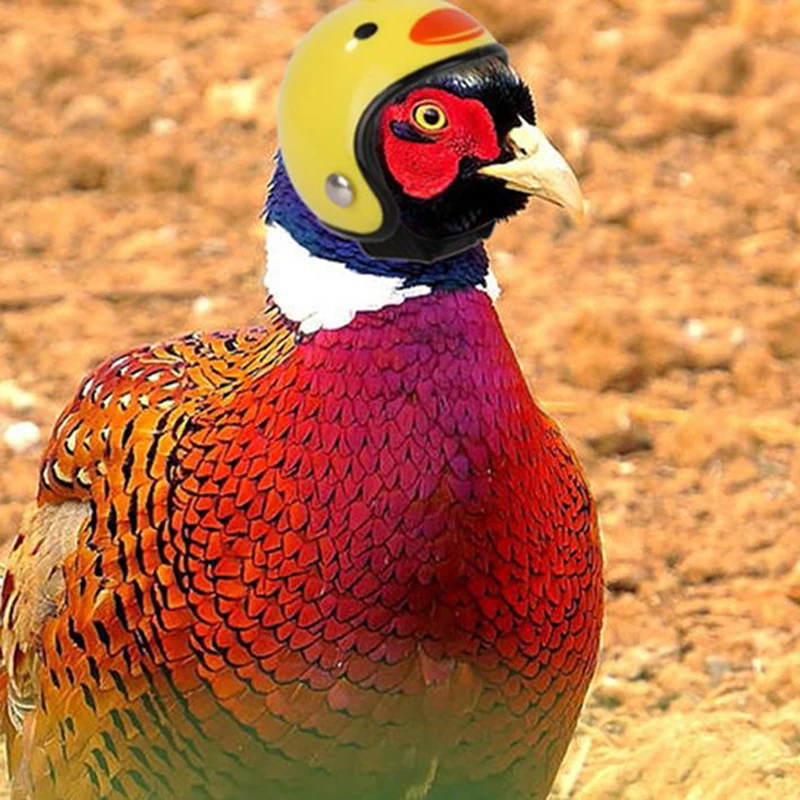 

Pet Chicken Bird Helmet Small Pet Hard Hat Hat Headgear Pet Helmets Protect Cap