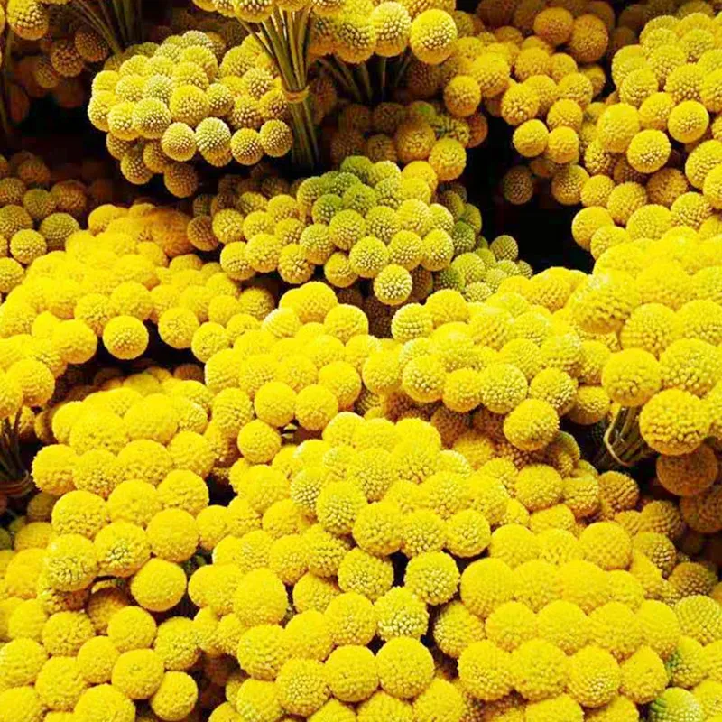 

20pcs Free Shipping Yellow Billy Balls Dried Flowers For Wedding Bouquet Decor Christmas Wreath DIY No Vase