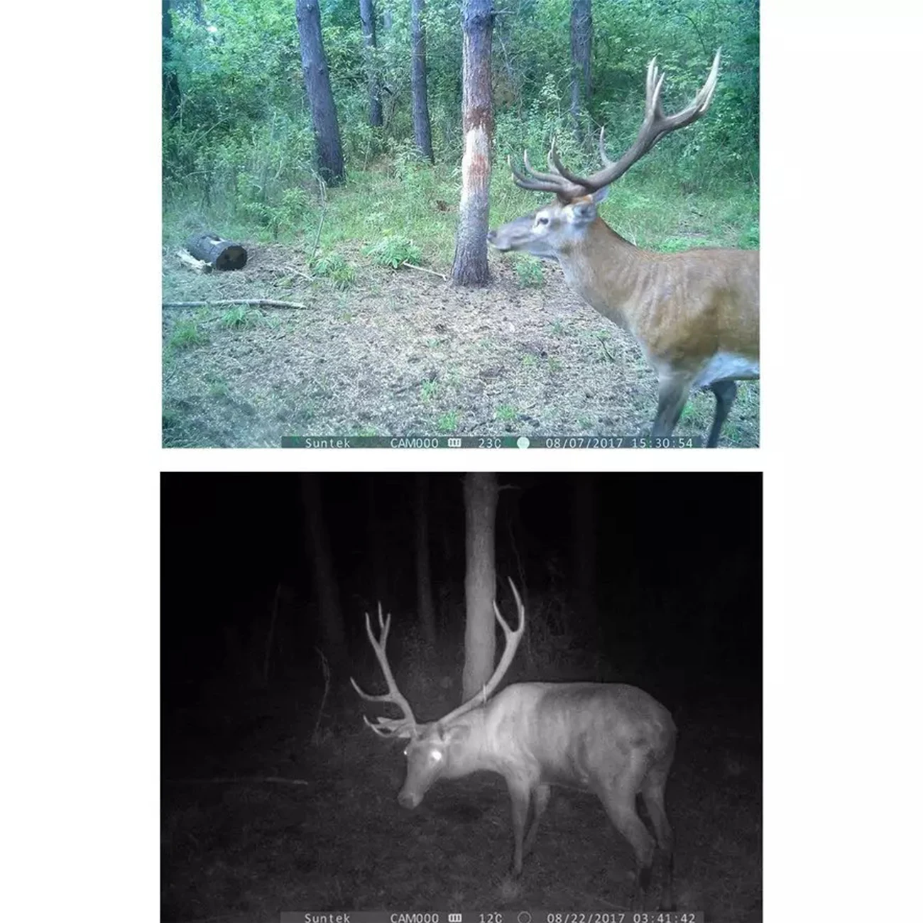 

HC500M 16MP Trail Camera MMS GSM GPRS SMS Trap photo Wild Hunting Camera HC-550M Wildlife Camera For Hunting Foto