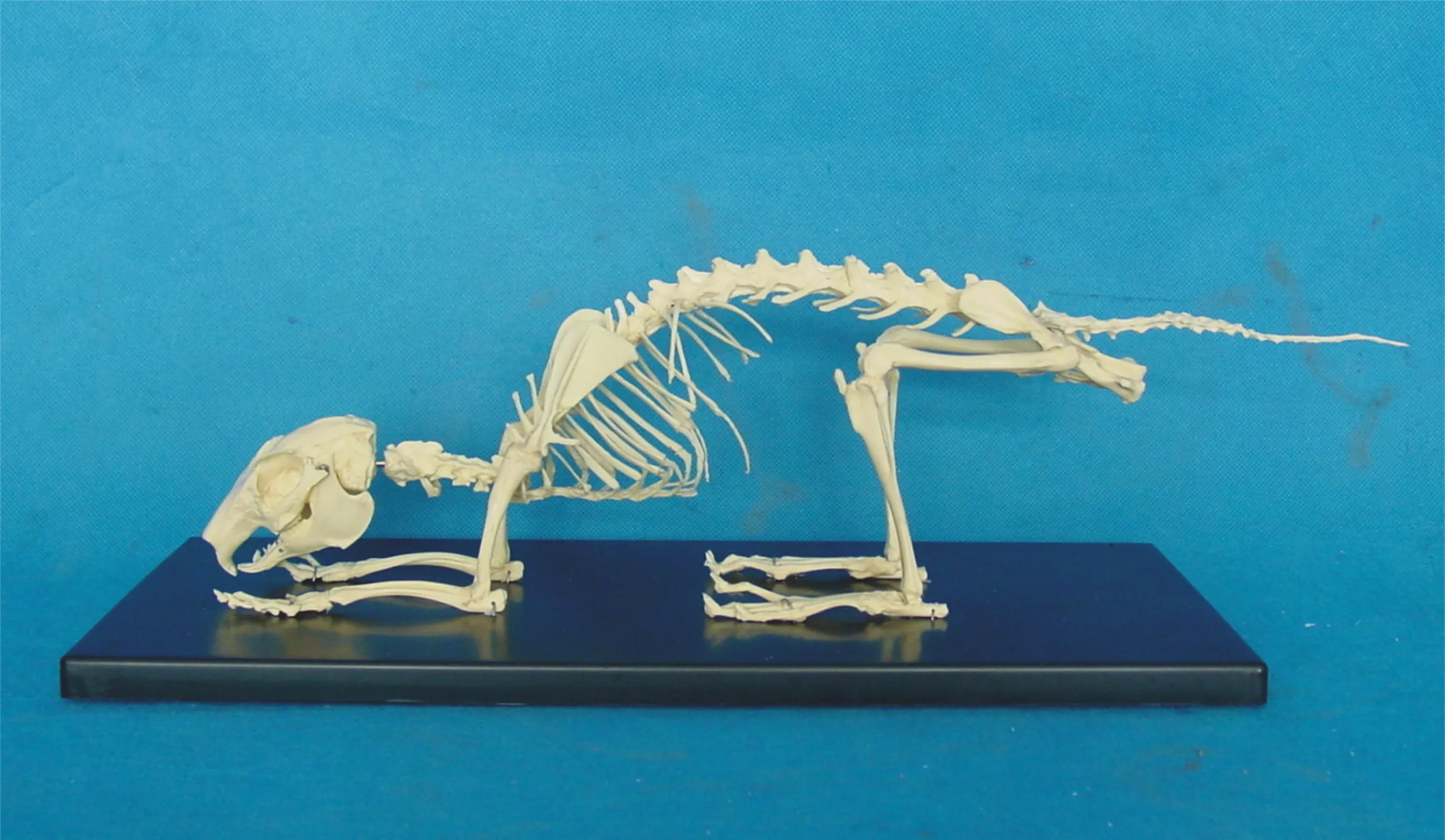 Rabbit skeleton model Rabbit anatomic model pet veterinary teaching model
