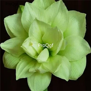 5 Ngryise 3 шт. набор Amaryllis лампочки True Hippeastrum rutilum - Цвет: 5