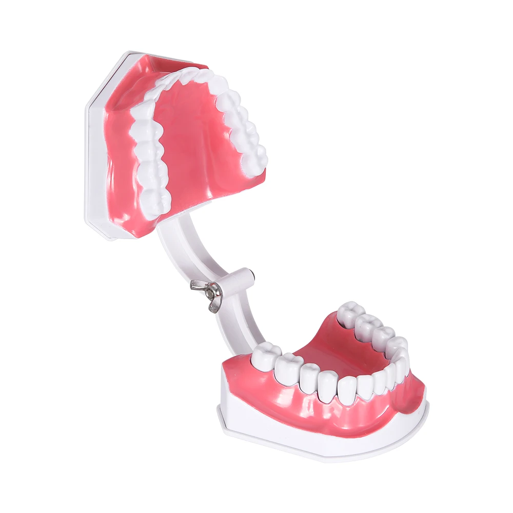 Стоматологическая модель зубов 1: 2 зуба большой школьное оборудование для