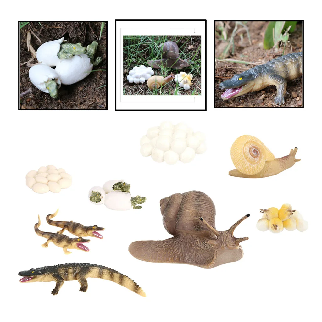 Juego de simulaci&oacute;n de animales para ni&ntilde;os, 2 juegos, figura de cocodrilo, Caracol, proceso de crecimiento-2