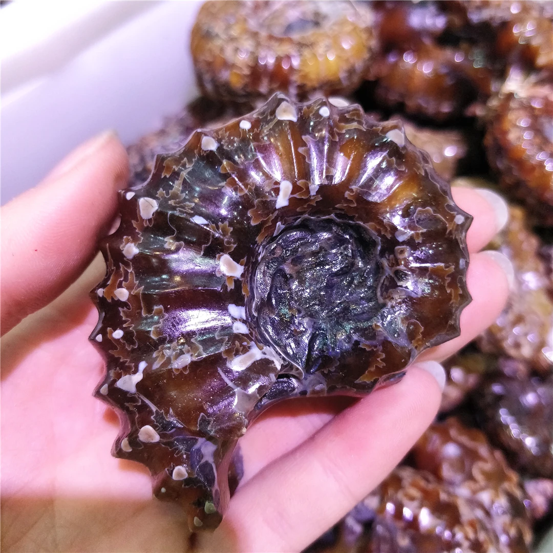 

Natural Spiral Ammonite Fossil Polished Goat Horn Shape Ornament Ammonoid Mineral Specimen Folk Art Healing Decoration Stone