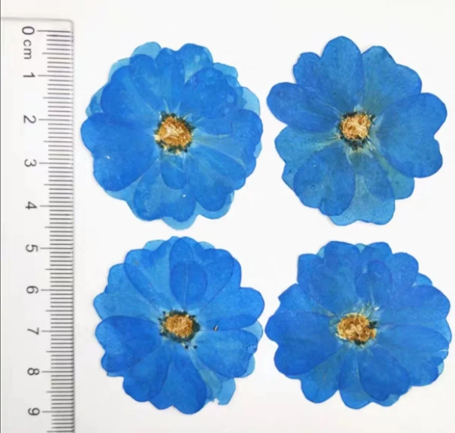 

60pcs Pressed Dried Chinese Rose Flower Plant Herbarium For Jewelry Photo Frame Phone Case Bookmark Making DIY