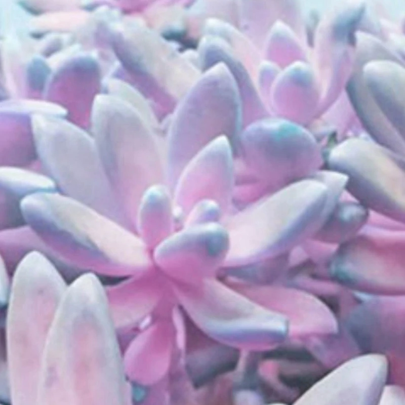 

8 Pcs Car Seat Back Decoration Soft Cushion Cover 45X45cm, 4 Pcs A & 4 Pcs B