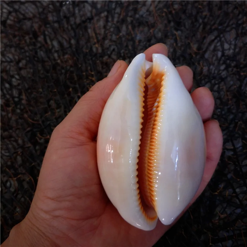 1 шт. 9 см золотые Каури Морская ракушка ремесло аквариум Морской Декор украшения