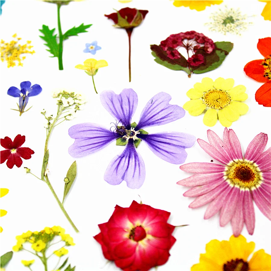 Небольшое количество сушеных прессованных цветов для продажи комбинированная