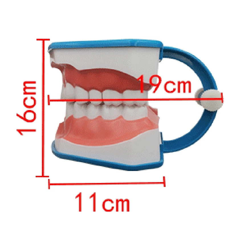 1 шт. модель для чистки зубов с языком и челюстью | Красота здоровье