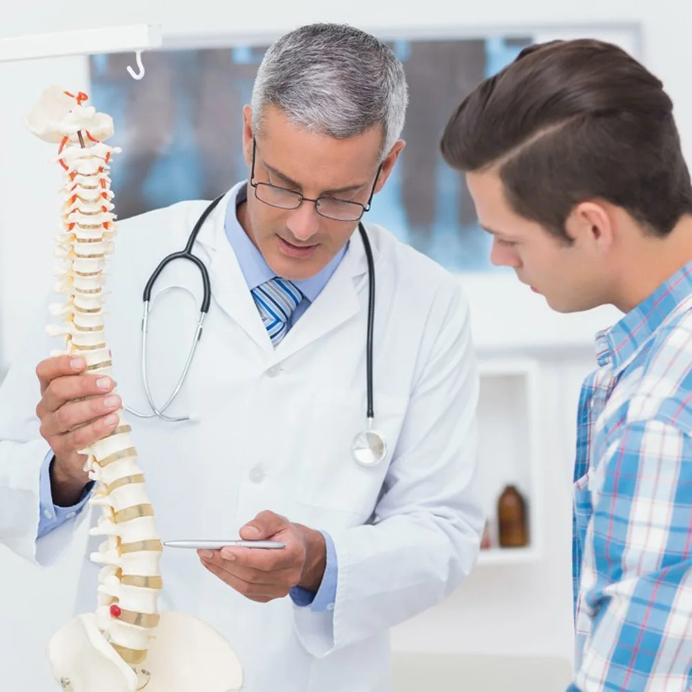 45 см анатомическая модель позвоночника гибкая анатомии обучающий инструмент DQ