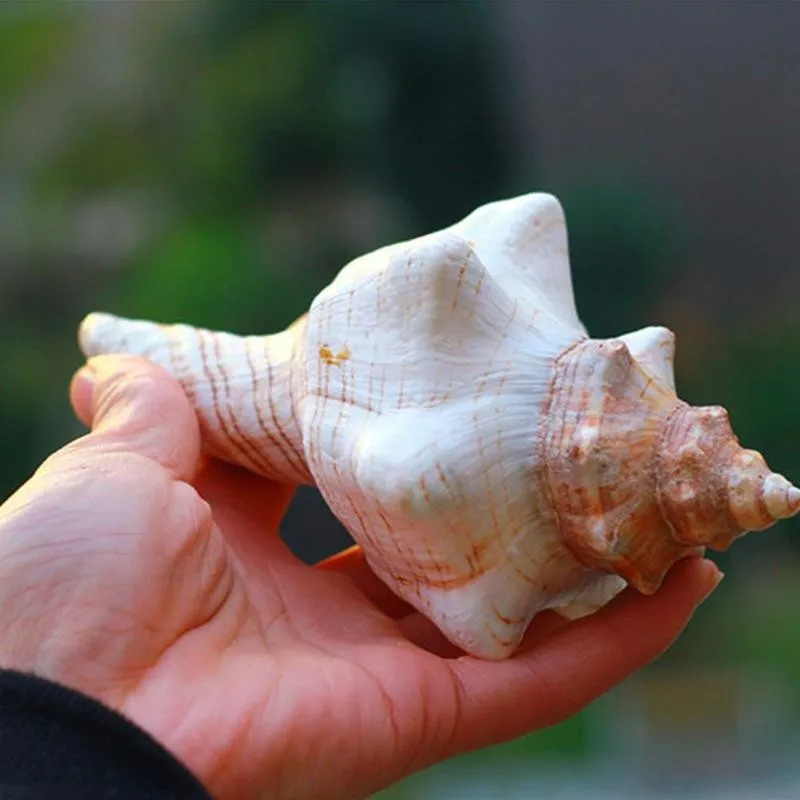 9-17 см коричнево-белый натуральный негабаритный Улитка Раковина Морская раковина