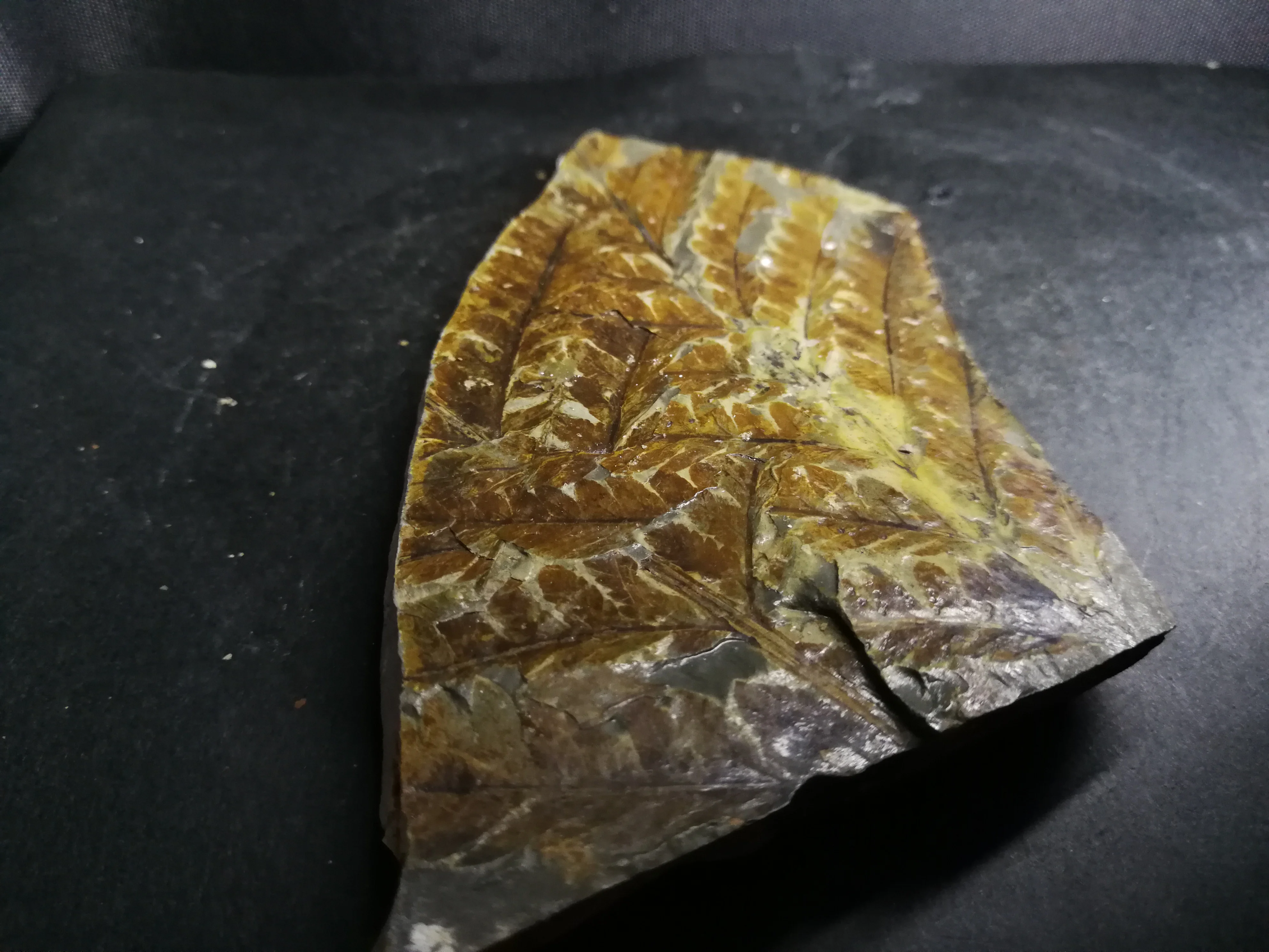 

160.0gFossil specimens of naturally formed leaves