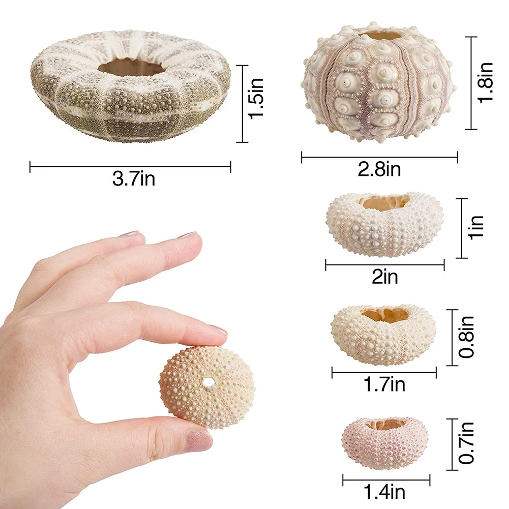 

Marine Seashells Coquillage Natural Sea Urchin Air Pineapple Bonsai Shells Craft Home Decoration Desk Layout Ornament