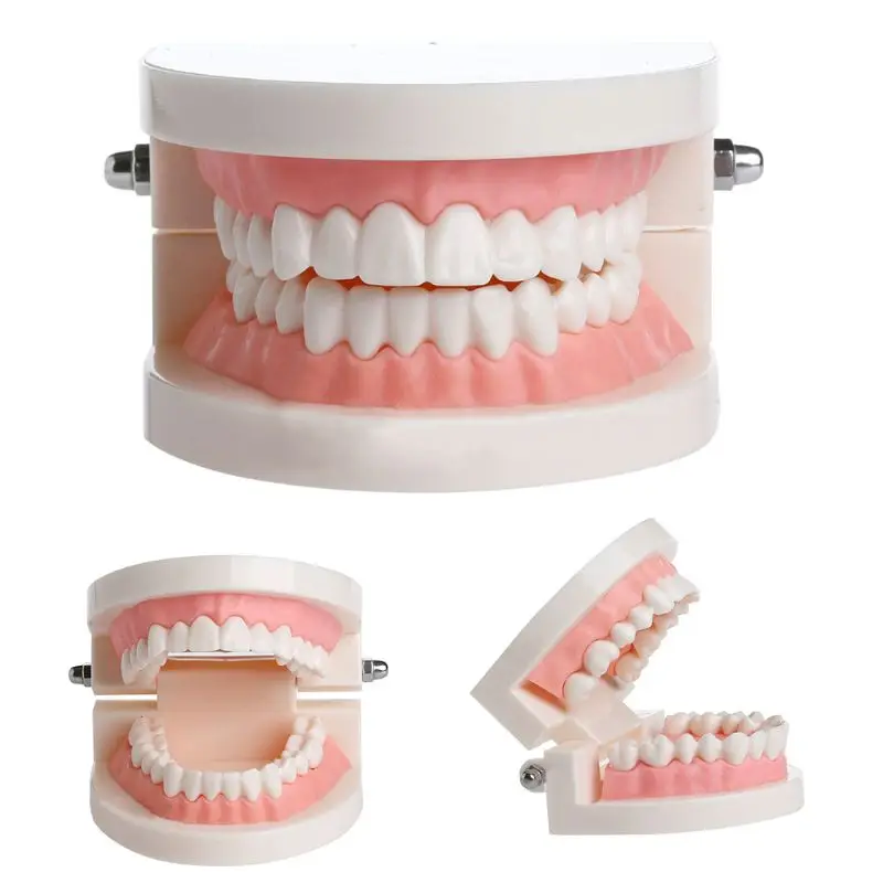 

New Adult Standard Dental Teaching Study Typodont Demonstration Teeth Model