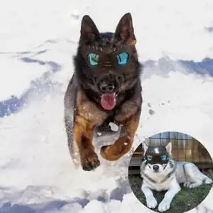 Складные регулируемые солнцезащитные очки для домашних животных ветрозащитные