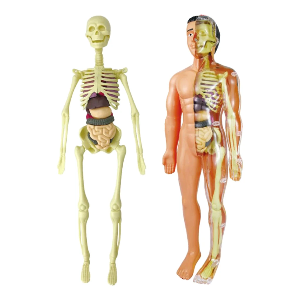 Model Realistic Body Anatomy for Learning Science Teaching | Игрушки и хобби
