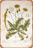 patisaner tin sign dandelion botany plate rusty look 8x12 inches