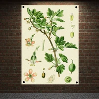 ribes uva crispa saxifraaceae plant paintings on the wall flower posters vintage wall art education decorative banners flags
