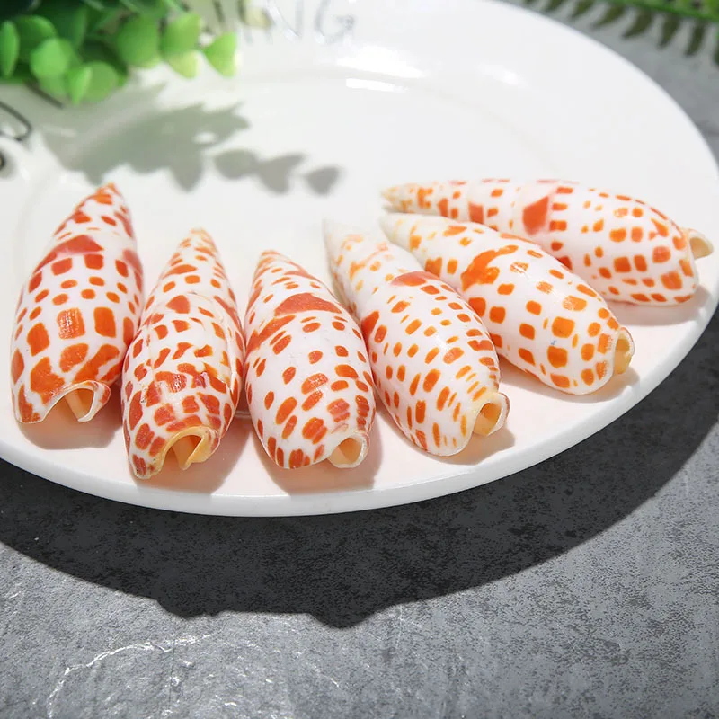 

10pcs natural shell conch decoration for home 5-8cm conch Aquarium water tank decoration Shell Specimen collection