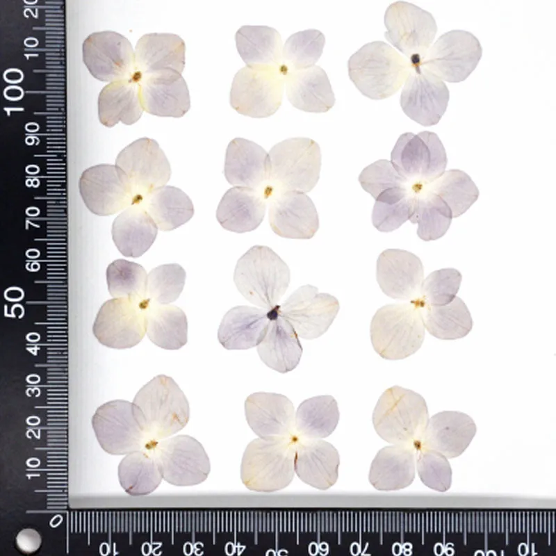 

Hydrangea Original Color Pressed Flower For DIY Handmade Material 1Lot/120pcs Wholesale