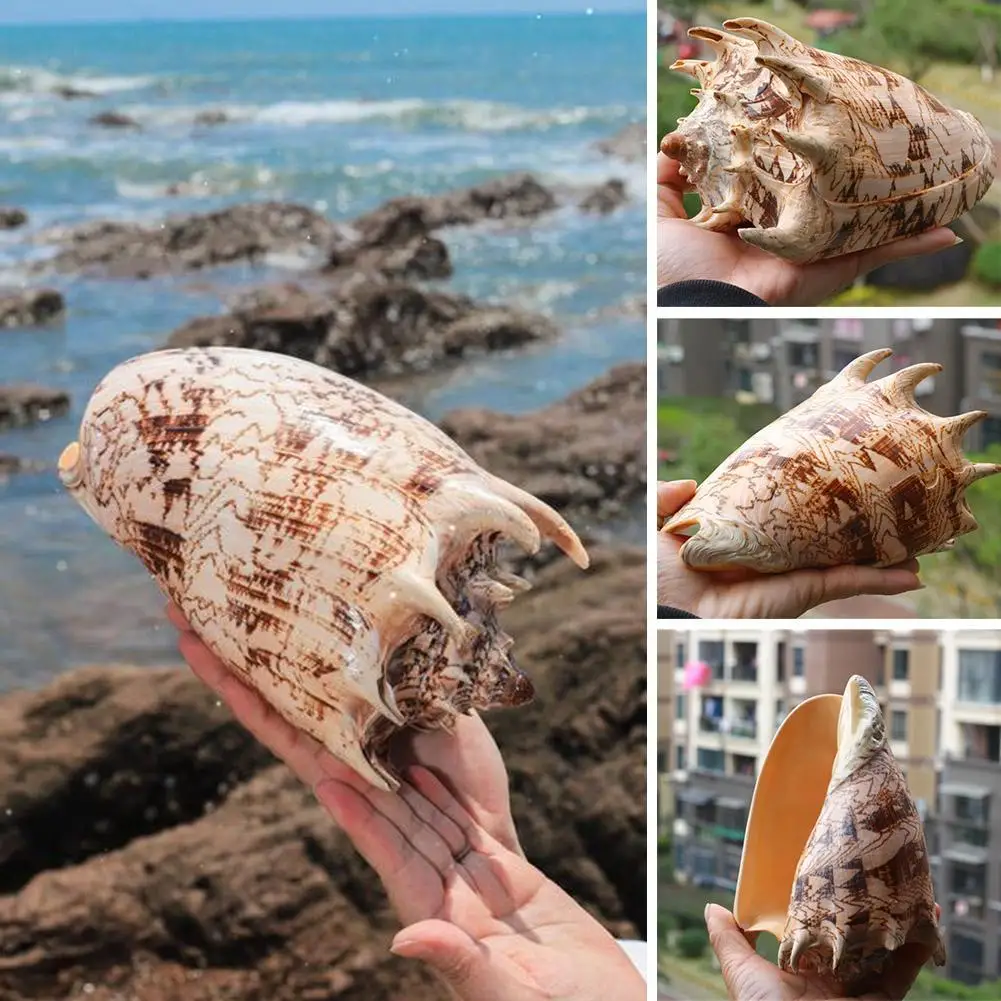 

Natural Super Large Conch Shell Monarch Snail Home Office Decoration Collection Gifts and Souvenirs