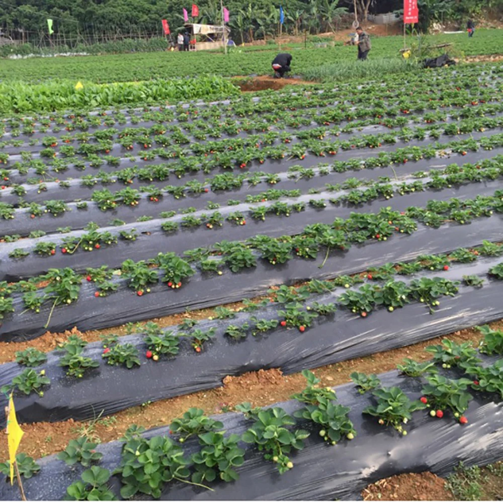 

Vegetable Perforated Film Agricultural Plants 5 Holes Black Greenhouse