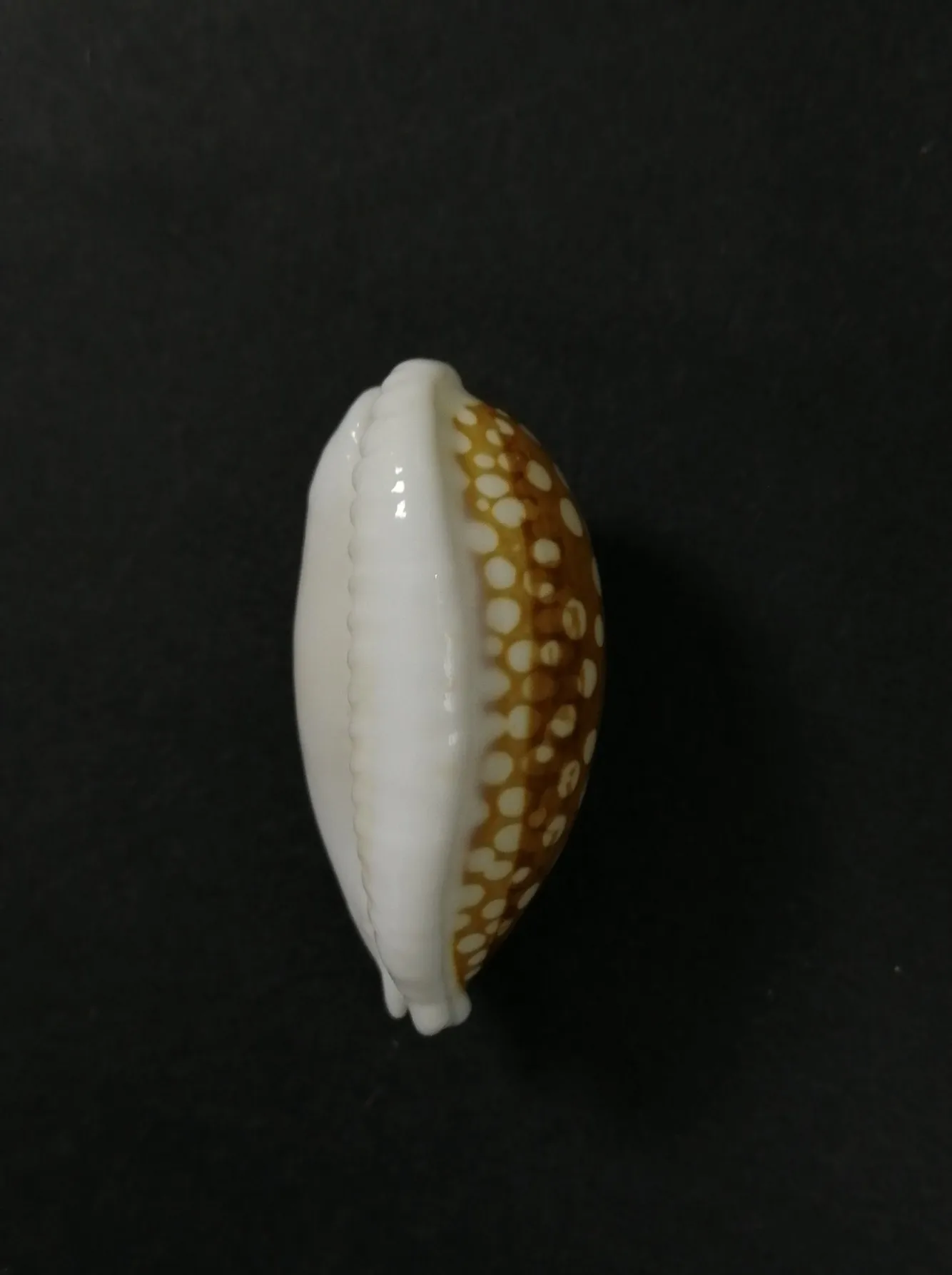 

Natural superb rare collection conch flower deer snail