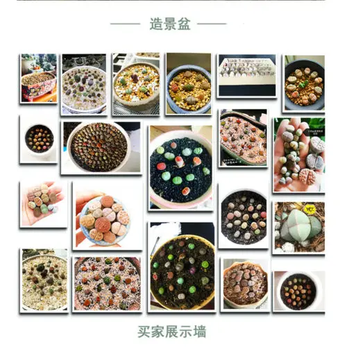 Lithops самодельные Украшения не семена живые камни искусственные экзотические
